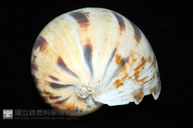 椰子螺藏品圖，第8張