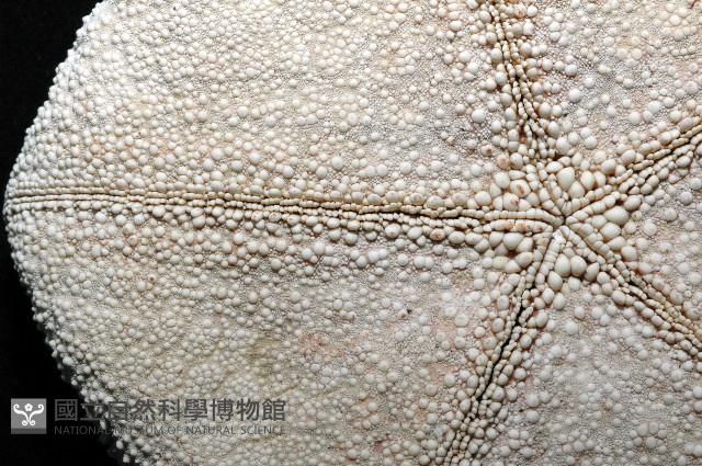 麵包海星(饅頭海星)藏品圖，第8張