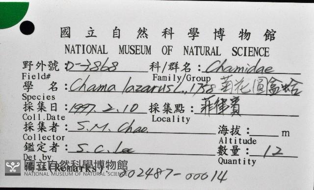 菊花偏口蛤藏品圖，第8張