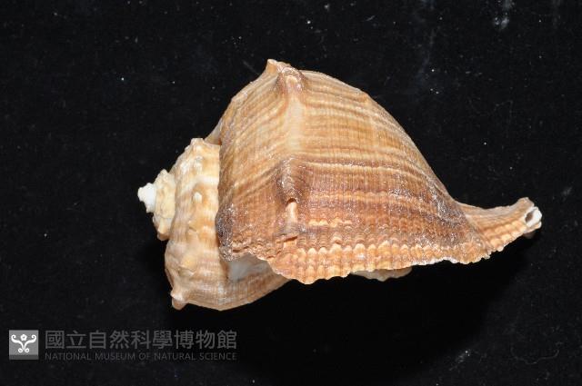 白皺岩螺藏品圖，第8張