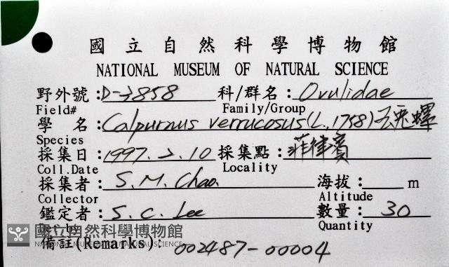 玉兔螺藏品圖，第8張