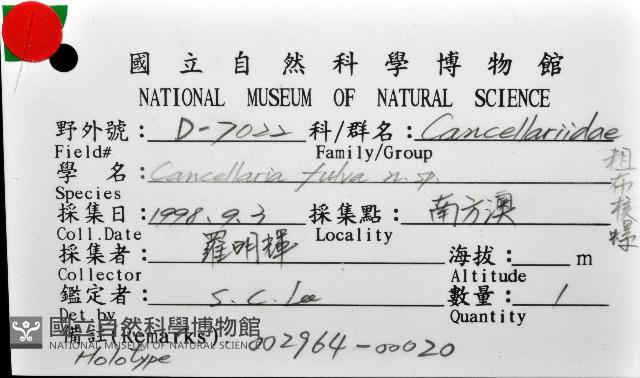 粗布核螺藏品圖，第8張