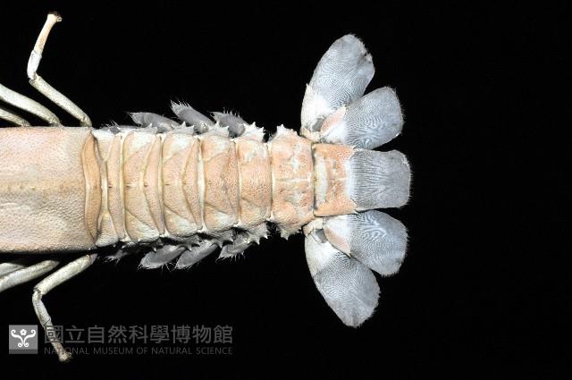 三角脊龍蝦藏品圖，第8張