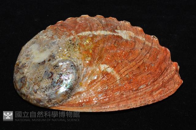 赤金鮑螺藏品圖，第9張