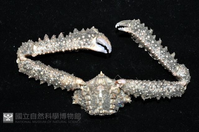 棘刺菱蟹藏品圖，第8張