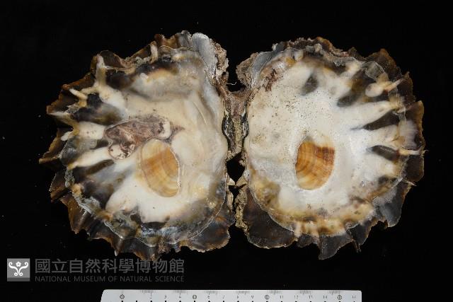 鋸齒牡蠣藏品圖，第8張