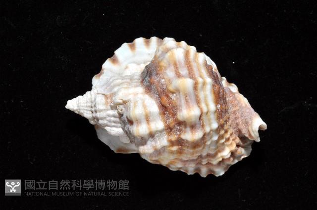 扭法螺藏品圖，第8張