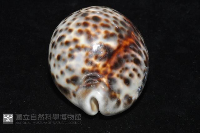 黑星寶螺藏品圖，第8張