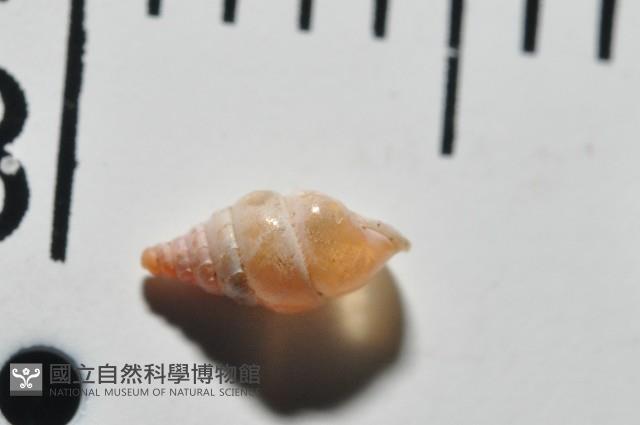 趙氏芝麻蝸藏品圖，第8張