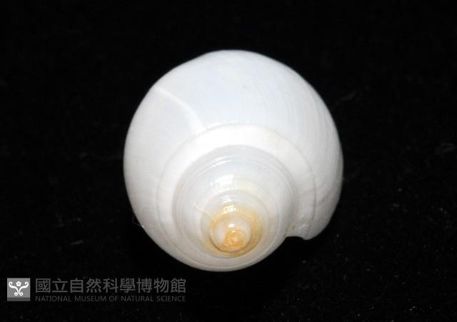 白彈頭螺藏品圖，第8張
