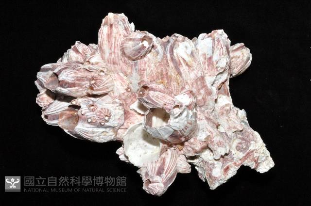 縱肋巨藤壺藏品圖，第8張