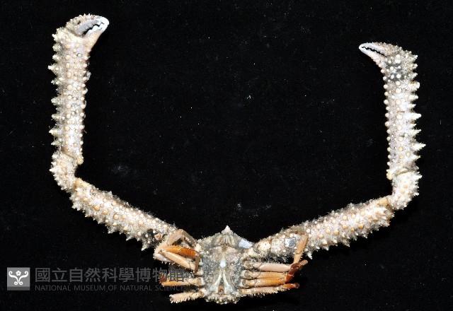 棘刺菱蟹藏品圖，第8張