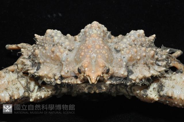 強壯菱蟹藏品圖，第8張