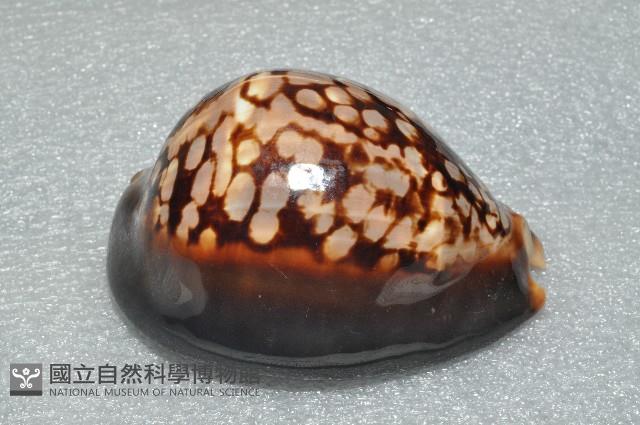 龜甲寶螺藏品圖，第8張