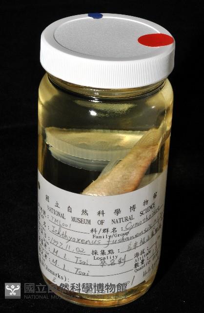 福山魚怪(新種)藏品圖，第8張
