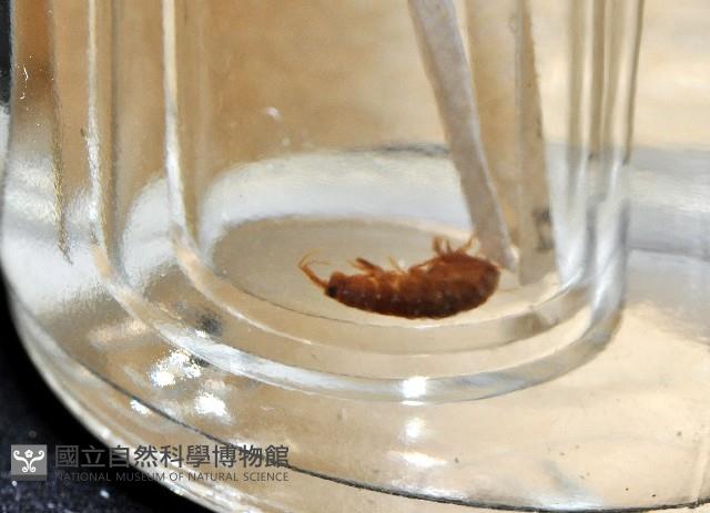 鳳凰母布氏蝦藏品圖，第8張
