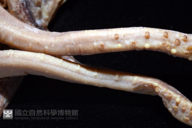 奧蘭鳶柔魚藏品圖，第8張