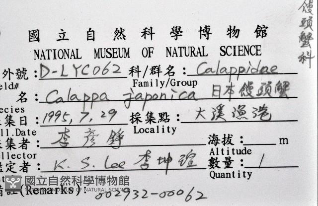 日本饅頭蟹藏品圖，第8張