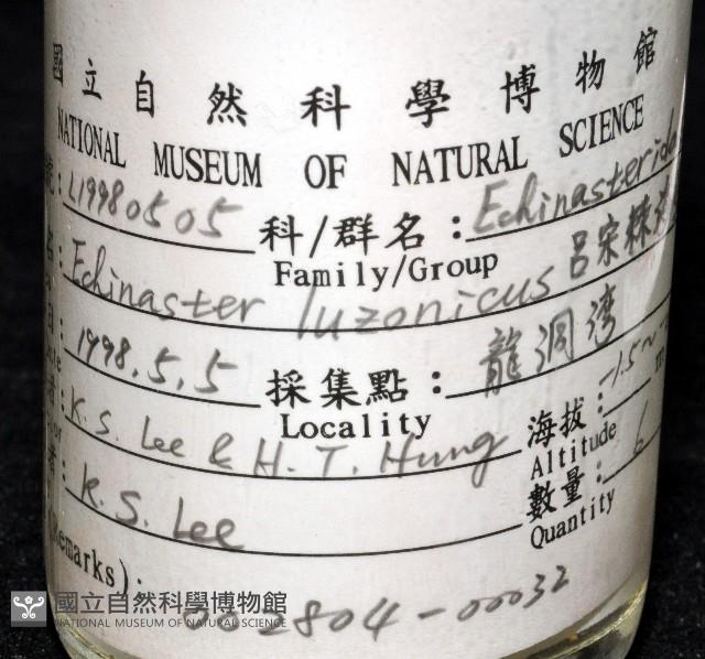 呂宋棘海星藏品圖，第8張