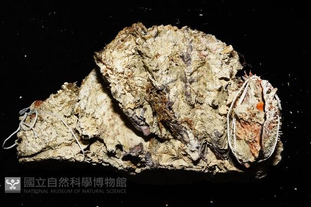 紫斑海菊蛤藏品圖，第7張