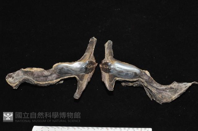 黑丁蠣藏品圖，第7張