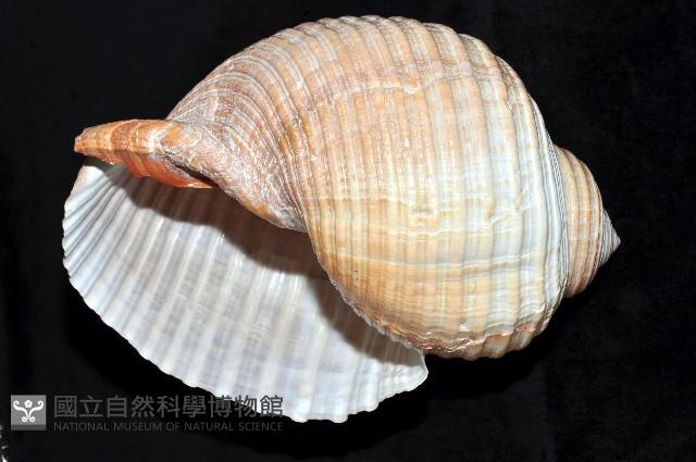 栗色鶉螺藏品圖，第8張