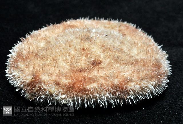 網楯海膽藏品圖，第7張