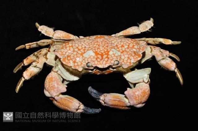 繡花脊熟若蟹藏品圖，第7張