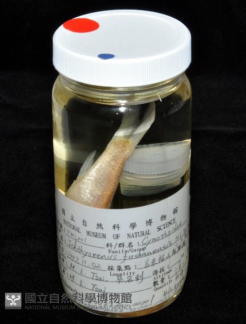 福山魚怪(新種)藏品圖，第7張