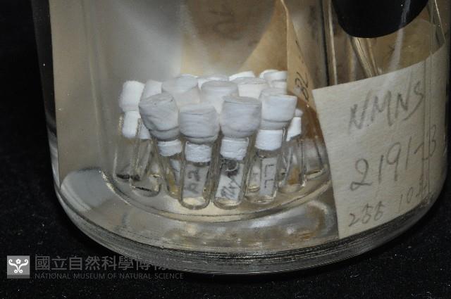 鳳凰母布氏蝦藏品圖，第7張