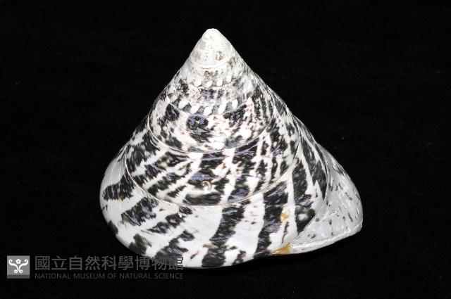馬蹄鐘螺(牛蹄鐘螺)藏品圖，第7張