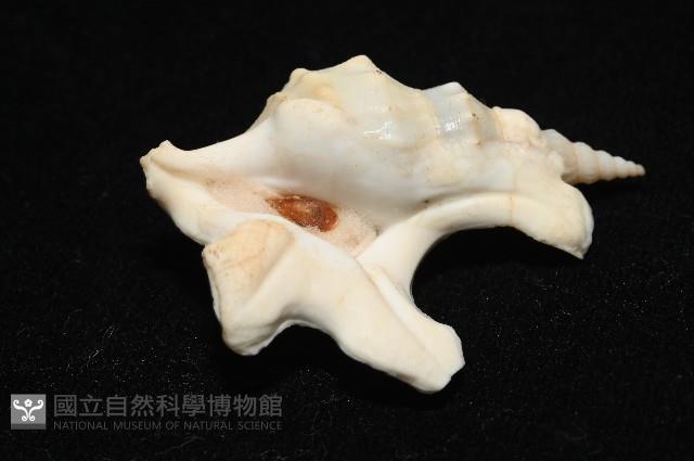 鵜足螺藏品圖，第7張