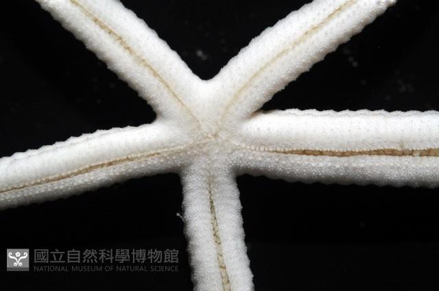 多篩指海星藏品圖，第7張