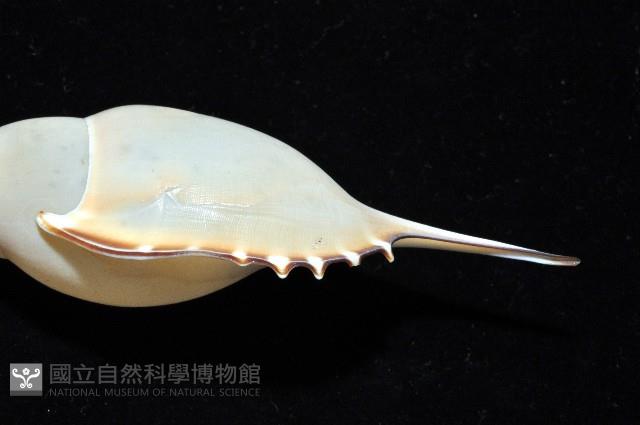 馬丁長鼻螺藏品圖，第7張
