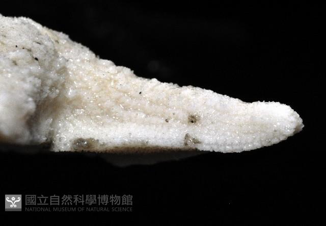 花冠海燕藏品圖，第7張