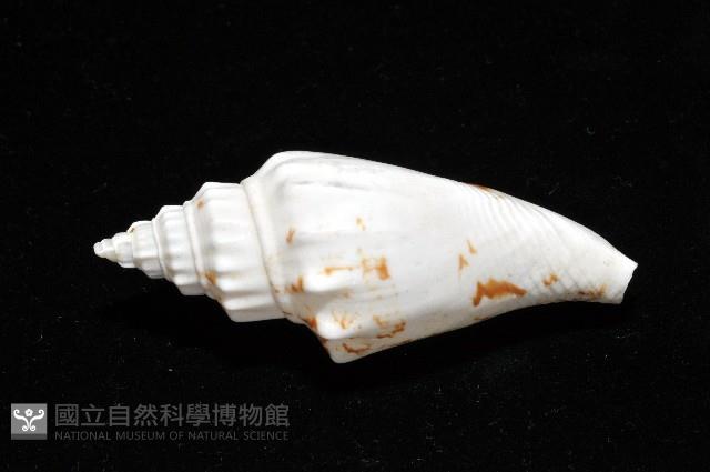 黑痣(變異)鳳凰螺藏品圖，第7張