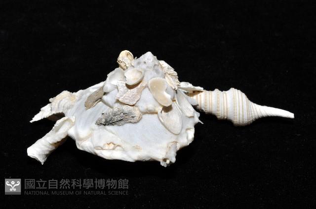 綴殼螺藏品圖，第7張