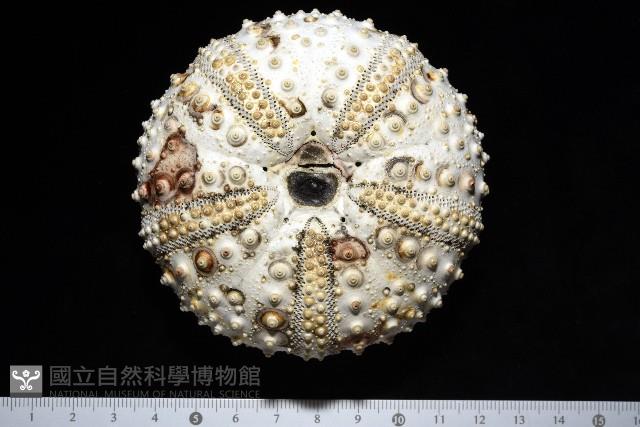沙氏(藍環)冠海膽藏品圖，第7張