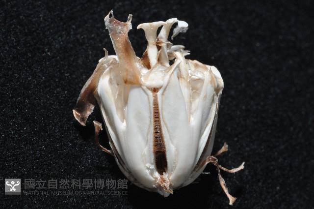 口鰓海膽藏品圖，第7張