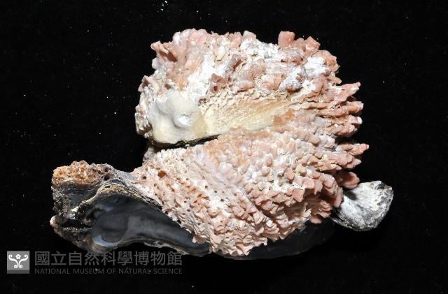 寶石偏口蛤藏品圖，第7張
