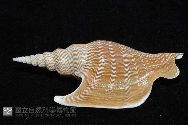 金斧鳳凰螺藏品圖，第7張