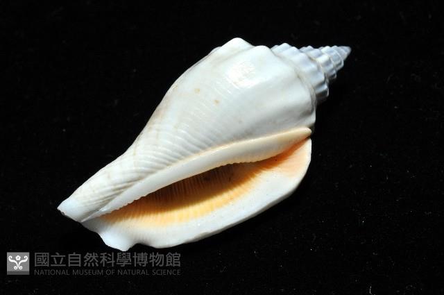 黑嘴鳳凰螺藏品圖，第7張