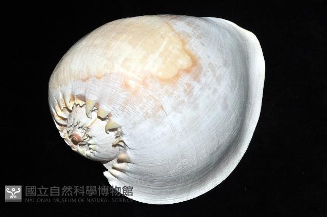 印尼椰子渦螺藏品圖，第7張
