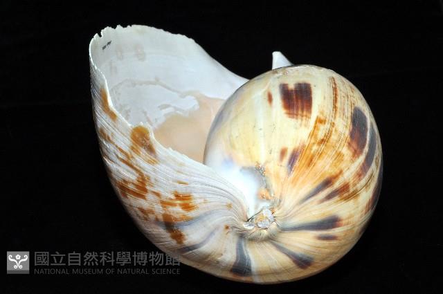 椰子螺藏品圖，第7張