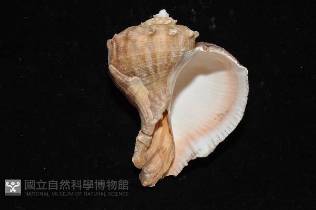 白皺岩螺藏品圖，第7張