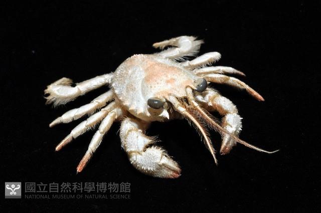 顯著瓊娜蟹藏品圖，第7張