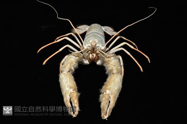 史氏擬海螯蝦藏品圖，第7張