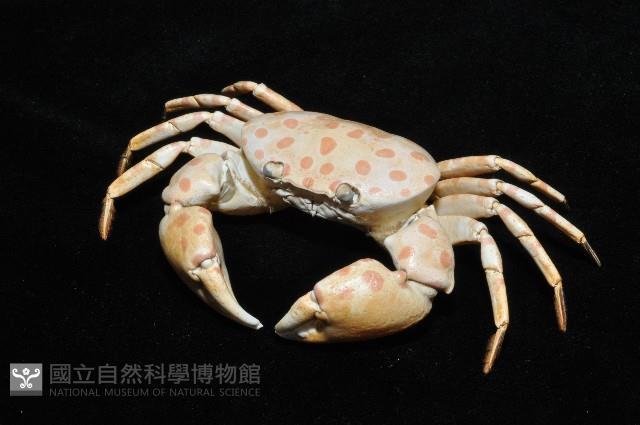 紅斑斗蟹藏品圖，第7張