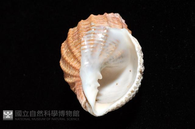 粗布核螺藏品圖，第7張
