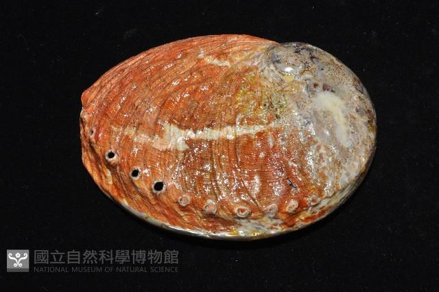 赤金鮑螺藏品圖，第8張